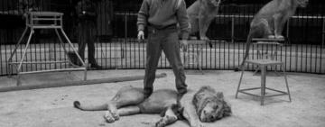  Верховная Рада проголосовала за законопроект о запрете цирков с животными