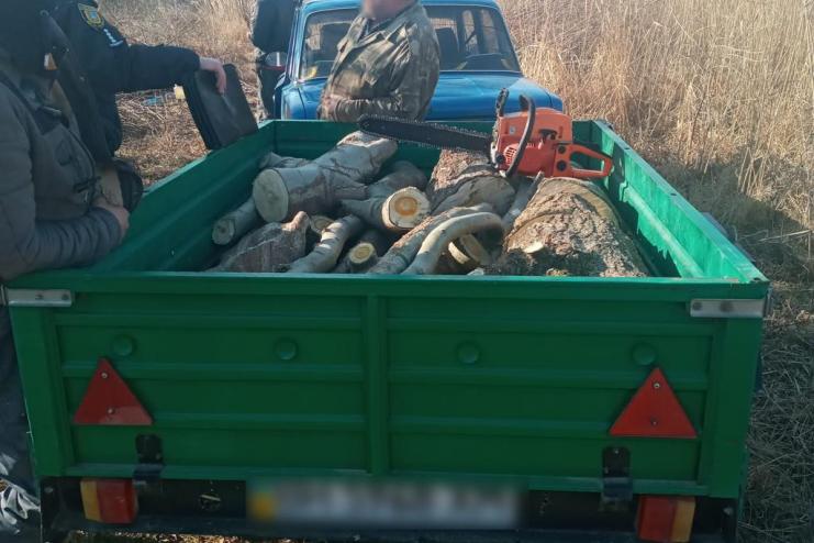 "Чорні" лісоруби винищують дерева на Одещині: йде боротьба за збереження насаджень 