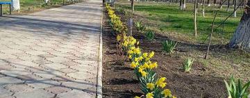 Аллея нарциссов в Березинском парке