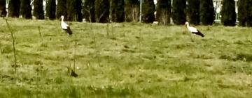 В Тарутинский сквер прилетели аисты!