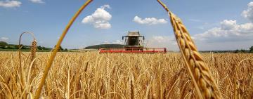 Наступного тижня на Одещині планують розпочати збиральну кампанію