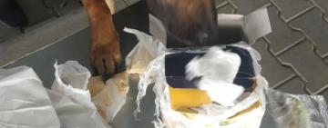 У ПП «Орлівка» службовий пес прикордонників Пірат допоміг виявити марихуану 