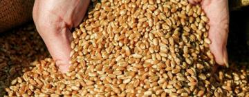 Запущена торговельна платформа  — «Зернові шляхи» (GrainLane)