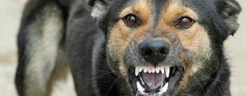  В Кілії зафіксовано випадки сказу домашніх тварин