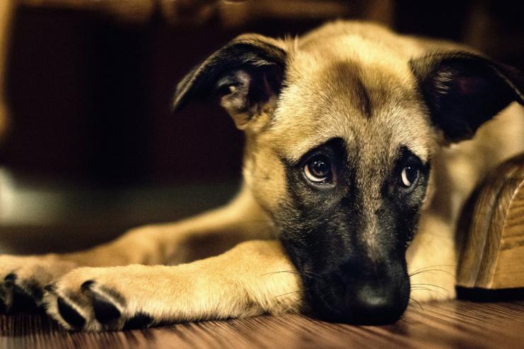  Жителя Тарутинської громади викрито у вбивстві шістьох собак