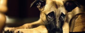  Жителя Тарутинської громади викрито у вбивстві шістьох собак