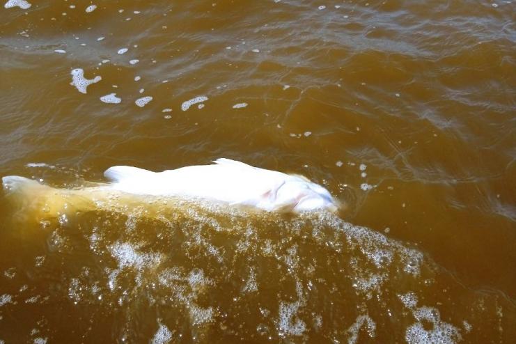 Через низький рівень води в озері на Одещині, почала масово гинути риба
