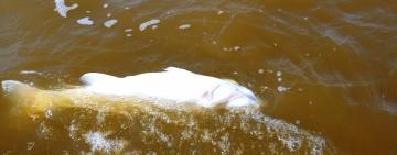 Через низький рівень води в озері на Одещині, почала масово гинути риба