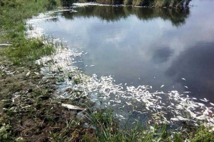 Забороняється її вилов і вживання: в озері на Одещині виявлено задуху риби
