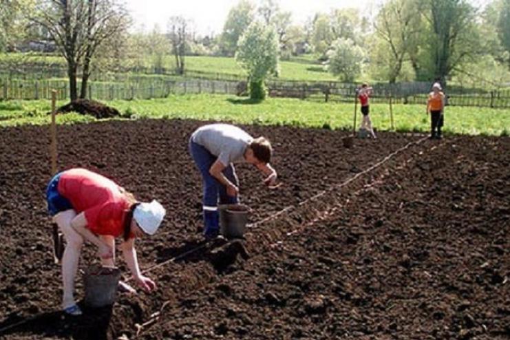 НА ОДЕЩИНІ ТЕЩА ПОДАЛА ДО СУДУ НА ЗЯТЯ ПІСЛЯ ПОСАДКИ КАРТОПЛІ