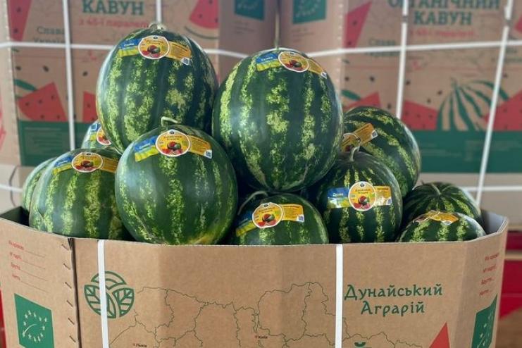 На Одещині почали збирати врожай органічного кавуна