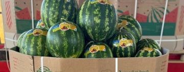 На Одещині почали збирати врожай органічного кавуна