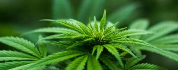 У Тарутинській громаді поліцейські викрили наркоаграрія