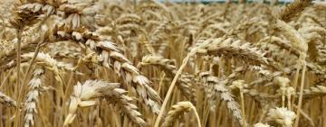 В Україну завезуть спеціальне обладнання для тимчасового зберігання зернових культур