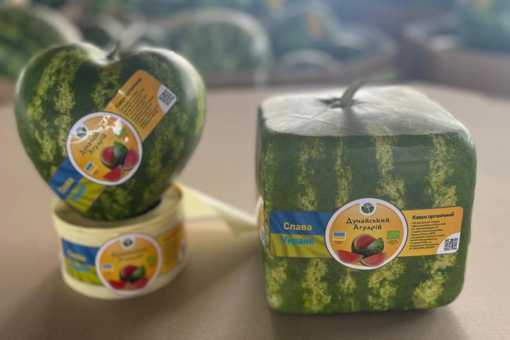 Підприємство на Одещині вирощує кавуни серцеподібної та кубічної форми