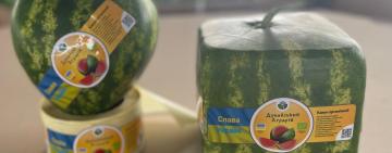 Підприємство на Одещині вирощує кавуни серцеподібної та кубічної форми