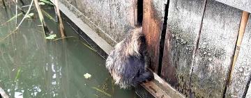 На Одещині врятували єнота, що застряг у паркані  