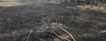 Ні дня без палія! ДСНС Одещини бореться з кривдниками екосистеми