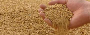 СБУ встановила зрадників, які допомогли рф викрасти понад 650 тис. тонн українського зерна