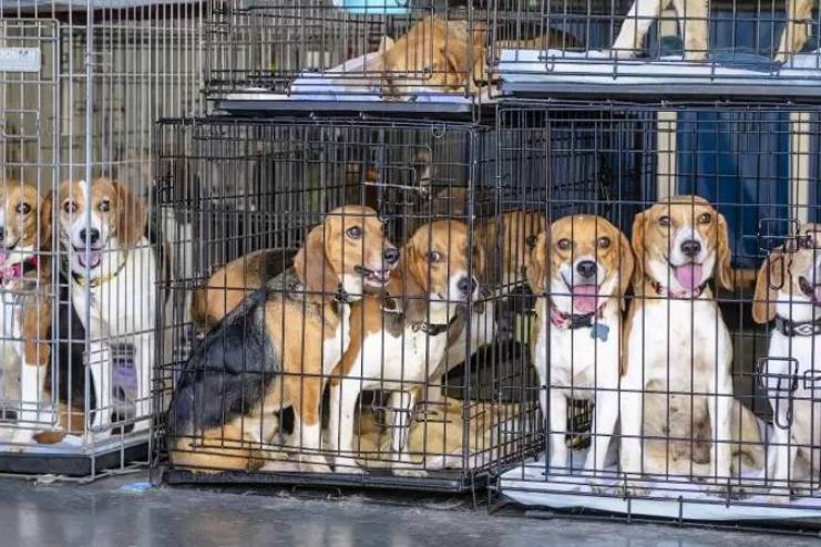Майже 4000 собак породи бігль врятували у США – ВВС
