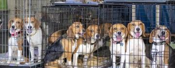 Майже 4000 собак породи бігль врятували у США – ВВС