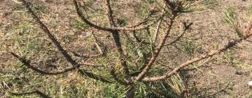 За дії тварин відповідає її власник