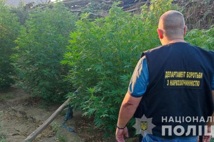 Поліцейські викрили п’ятьох жителів Болградського району в незаконному вирощуванні та зберіганні наркотичного зілля