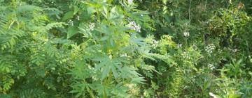 Вирощував та дбайливо доглядав: у Вилківській громаді викрито правопорушника з наркотичним зіллям