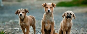  В Ізмаїлі почали безкоштовно стерилізувати безпритульних тварин  