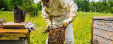  В Бессарабії вперше пройде всеукраїнський форум бджолярів