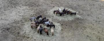 Україну та країни ЄС попередили про зростання небезпеки посухи