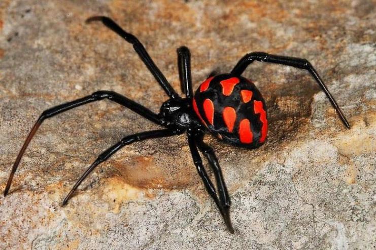 ОБЕРЕЖНО, КАРАКУРТ! ДЕКІЛЬКА СПОСОБІВ ВБЕРЕГТИСЯ ВІД НЕБЕЗПЕЧНИХ ПАВУКІВ