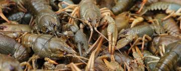 Увага! На Одещині ввели заборону на вилов раків