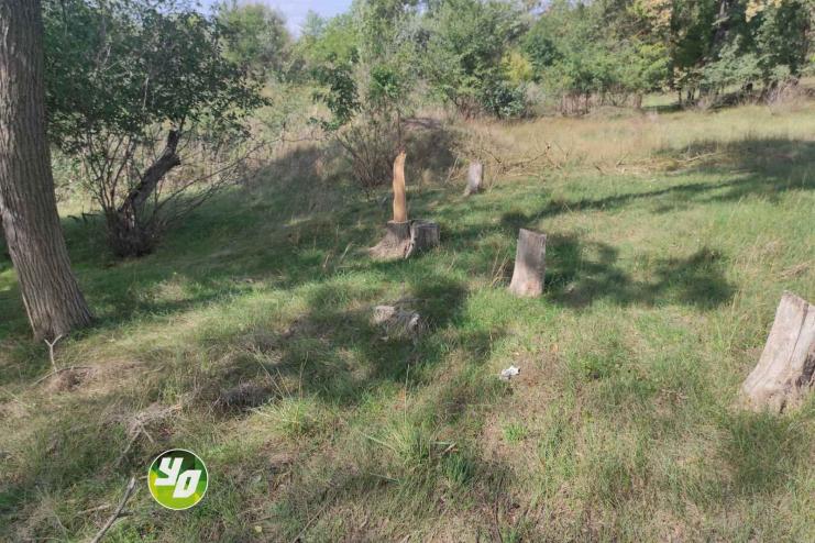 І знову "чорні лісоруби". Цього разу в Арцизькій ТГ 