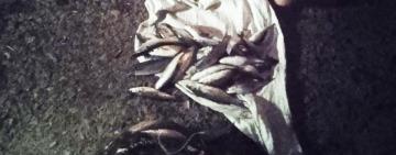 На Одещині рибалка виловив кефалі на понад 300 000  гривень