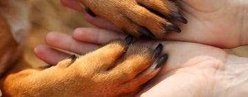 В АРЦИЗІ СТЕРИЛІЗУЮТЬ 100 БЕЗПРИТУЛЬНИХ СОБАК