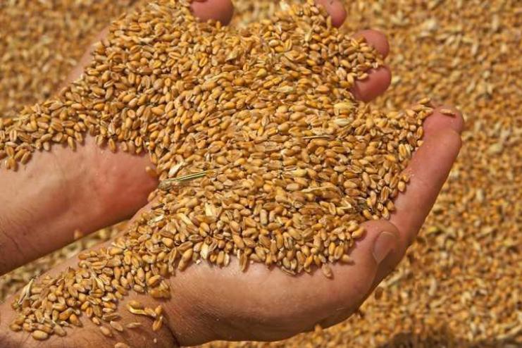 Українські аграрії повністю забезпечать державу продуктами харчування