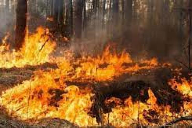На Одещині горів очерет та водно-болотиста рослинність на території заповіднику