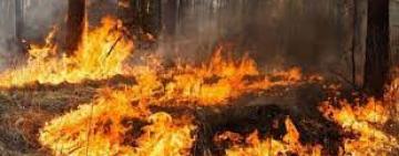 На Одещині горів очерет та водно-болотиста рослинність на території заповіднику