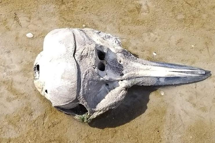 На узбережжі Одещини знову знайшли останки загиблих дельфінів 