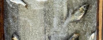 В Ізмаїльському районі розпочали зариблення озер