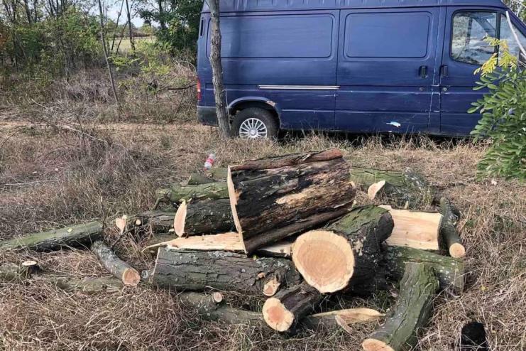 І знову чорні лісоруби