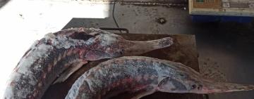 У Вилкове за незаконний продаж осетрових містянин заплатить чималий штраф 