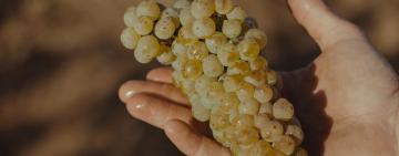 У Тарутинській громаді закінчується збір винограду та пізніх зернових