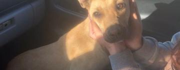 В Кілії продовжує працювати міська програма стерилізації вуличних тварин