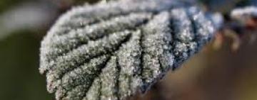 Сніжний, морозний чи теплий: яким буде грудень 2022