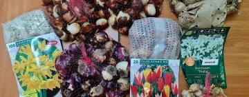 Клумби однієї зі шкіл Кілії прикрасять квіти з Нідерландів