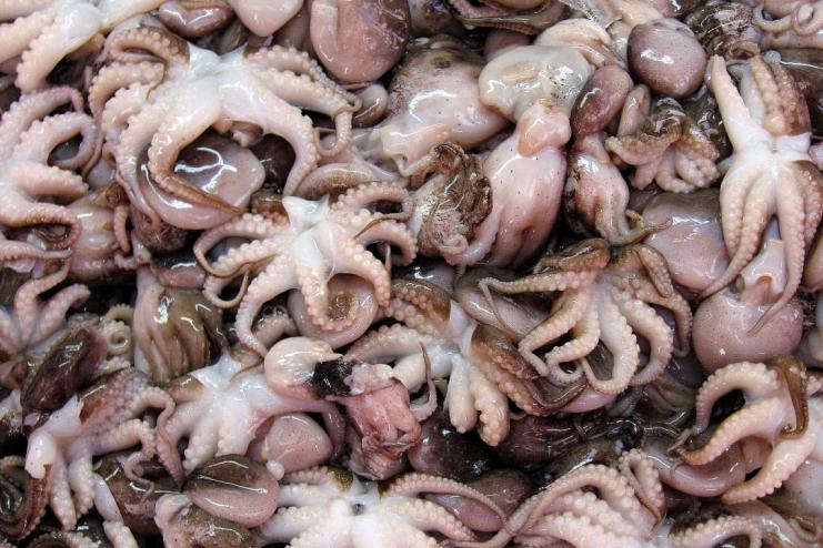 До магазинів Одещини могли потрапити небезпечні морепродукти з Італії