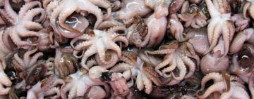 До магазинів Одещини могли потрапити небезпечні морепродукти з Італії