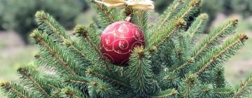 В Україні лісгоспи вже почали продаж новорічних ялинок